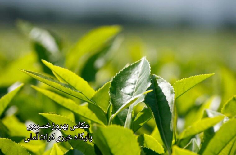 آغاز برداشت  برگ سبز چای در مازندران/تصاویر