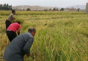 کاهش عیار بذر برنج مازندران در فصل شالیکاری