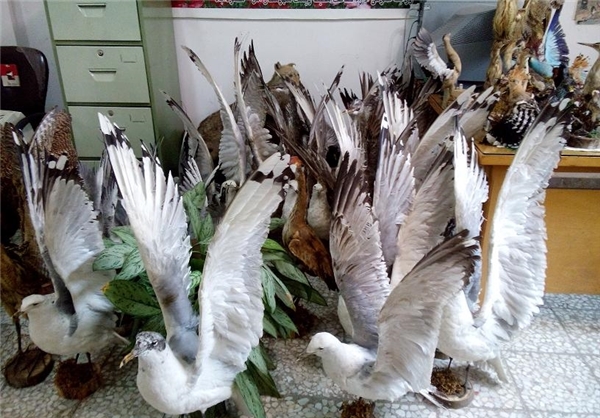 کشف پرندگان تاکسیدرمی در آمل
