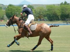 گزارش تصویری چهارمین دوره مسابقات پرش با اسب در شهرستان آمل