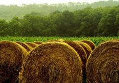 کشاورزی، اشتغال زاترین بخش در مازندران