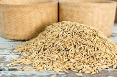 توزیع بذر برنج بین شالیکاران آملی