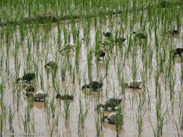 پرورش بیش از 150هزار قطعه اردک در اراضی شالیزاری در آمل