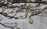 جوانه زنی برخی درختان در مازندران در زمستان+تصاویر