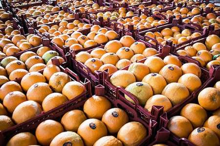 ذخیره سازی ۶۵۰ تن پرتقال شب عید در شهرستان آمل