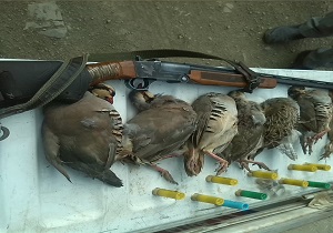 چرا شکار پرندگان مهاجر در مازندران متوقف نمی‌شود؟