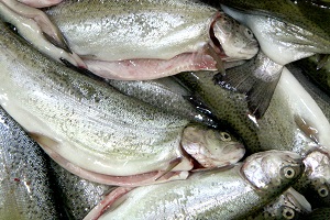 بازار ماهی مازندران در تسخیر تولیدات غیربومی