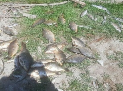 رئیس اداره حفاظت محیط زیست آمل خبر داد: تلف شدن ۲۴۳ قطعه ماهی براثر شیمیایی شدن یک نهر در آمل