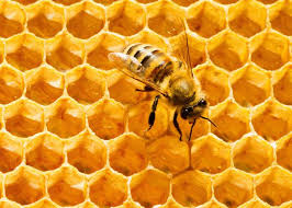 پتانسیل بالای فعالیت در زنبور داری در آمل