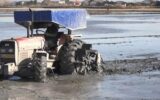 آماده شدن ۹۰ درصد از شالیزارهای آمل برای سال زارعی جدید