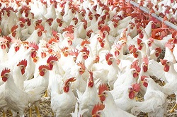 کشف مرغهای خارج از شبکه توزیع در آمل